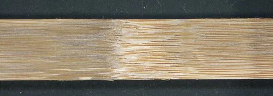 Fig.6 Guadua - tangential surface, inside of culm wall, with node Fig.6 Guadua - tangential surface, inside of culm wall, with node