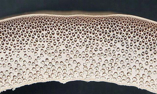 Fig.4 Guadua - transverse surface of culm wall Fig.4 Guadua - transverse surface of culm wall