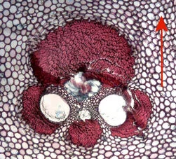 Fig.9 Guadua vascular bundle (40x). Transversal surface - center of culm wall. Arrow points towards outside of culm wall. Fig.9 Guadua vascular bundle (40x). Transversal surface - center of culm wall. Arrow points towards outside of culm wall.