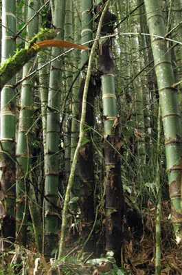 Guadua angustifolia Guadua angustifolia