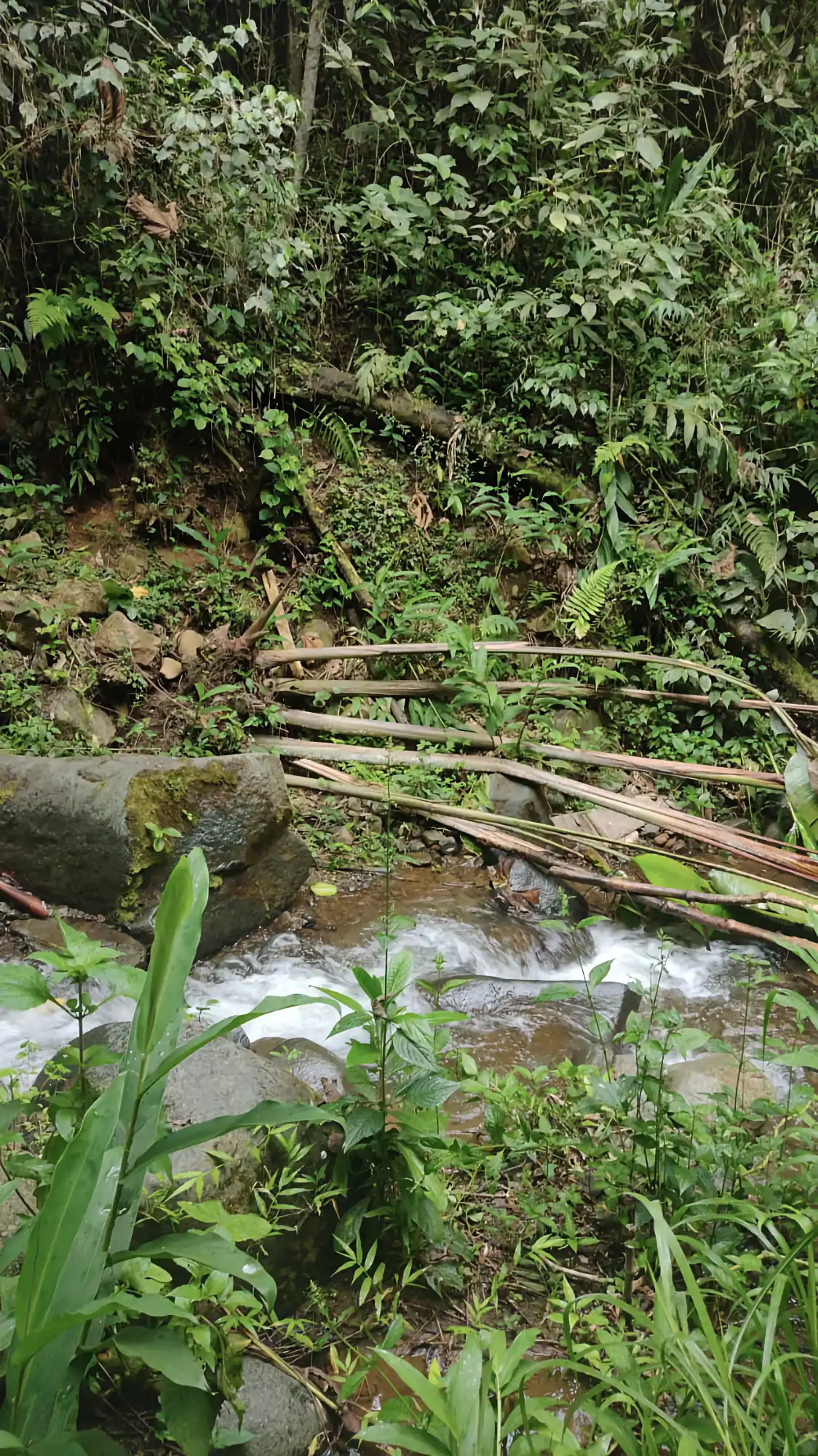 Fallen Heliconia titanum at Hacienda Guadua Bamboo after a landslide in the creek