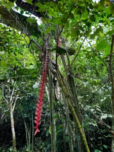 Heliconia titanum in Colombia - Hacienda Guadua Bamboo