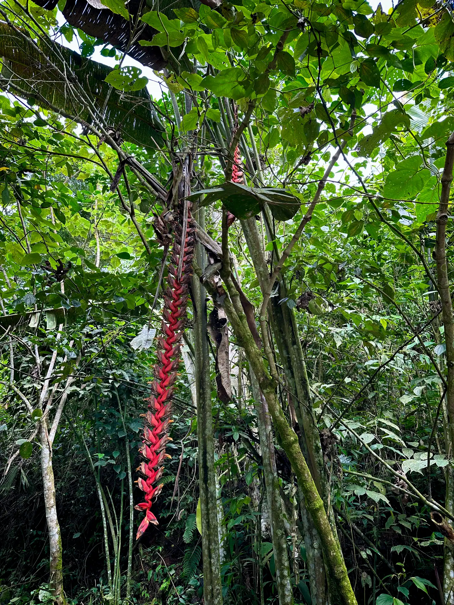 Heliconia titanum in Colombia - Hacienda Guadua Bamboo