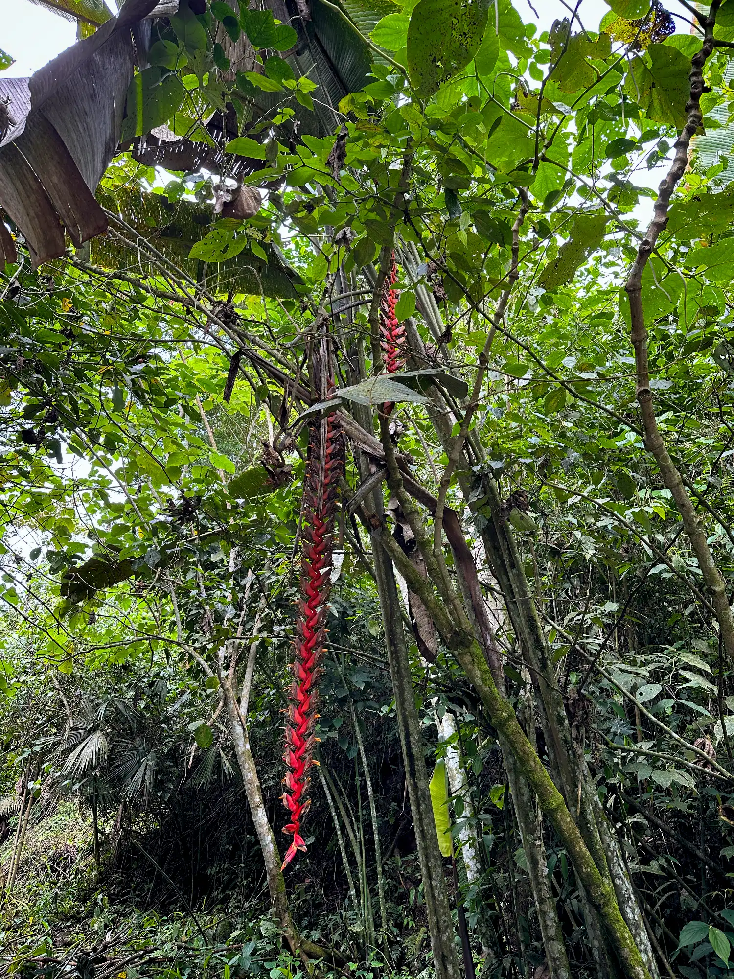 Heliconia titanum in Colombia - Hacienda Guadua Bamboo