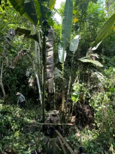 Heliconia titanum in Colombia - Hacienda Guadua Bamboo