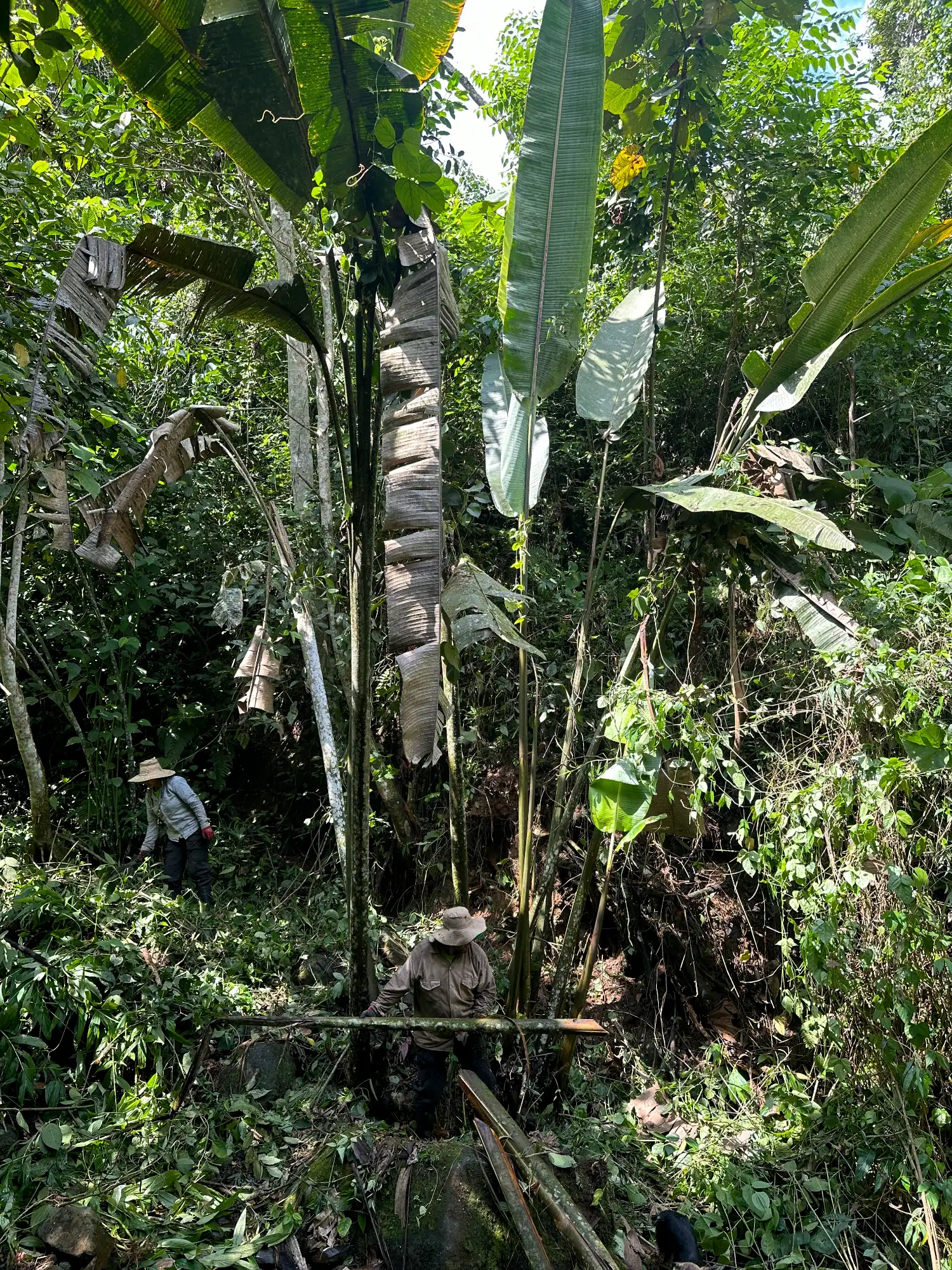 Heliconia titanum in Colombia - Hacienda Guadua Bamboo