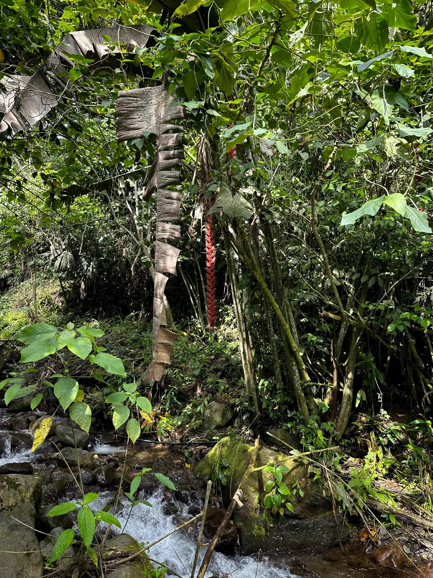 Heliconia titanum in Colombia - Hacienda Guadua Bamboo