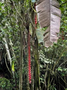 Heliconia titanum in Colombia - Hacienda Guadua Bamboo