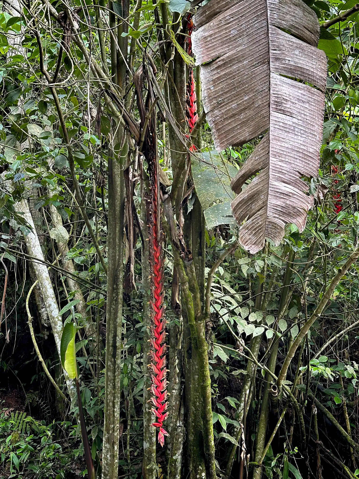 Heliconia titanum in Colombia - Hacienda Guadua Bamboo