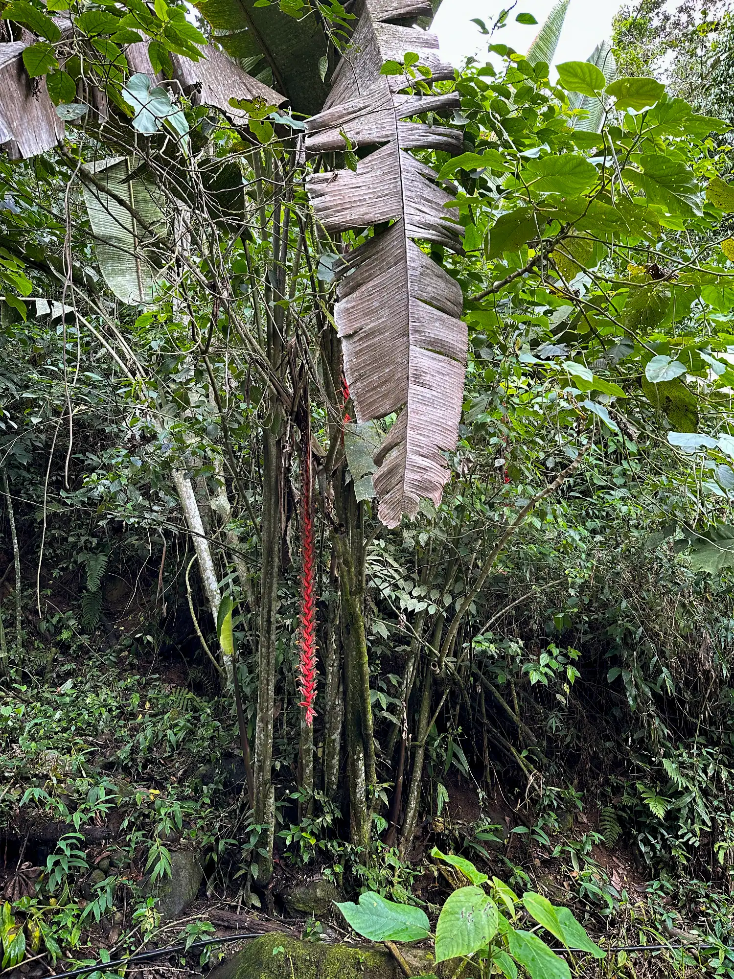 Heliconia titanum in Colombia - Hacienda Guadua Bamboo
