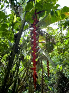 Heliconia titanum in Colombia - Hacienda Guadua Bamboo