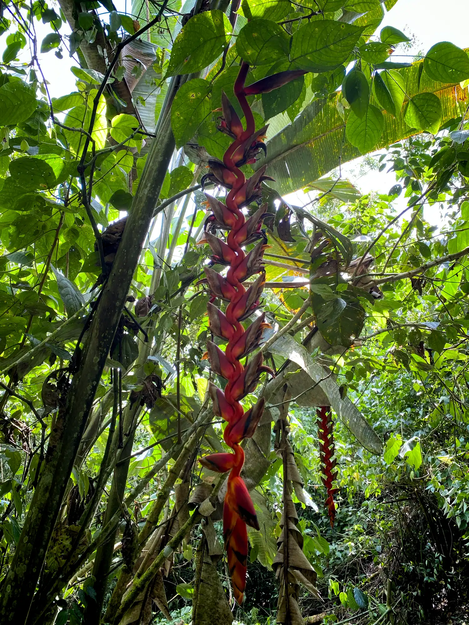 Heliconia titanum in Colombia - Hacienda Guadua Bamboo
