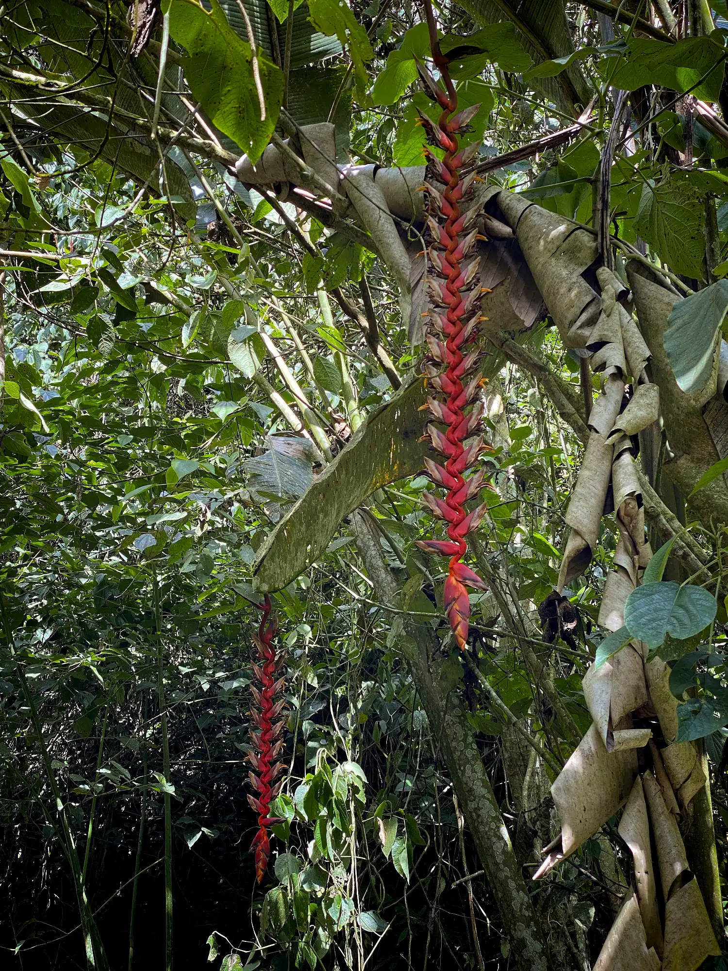 Heliconia titanum in Colombia - Hacienda Guadua Bamboo