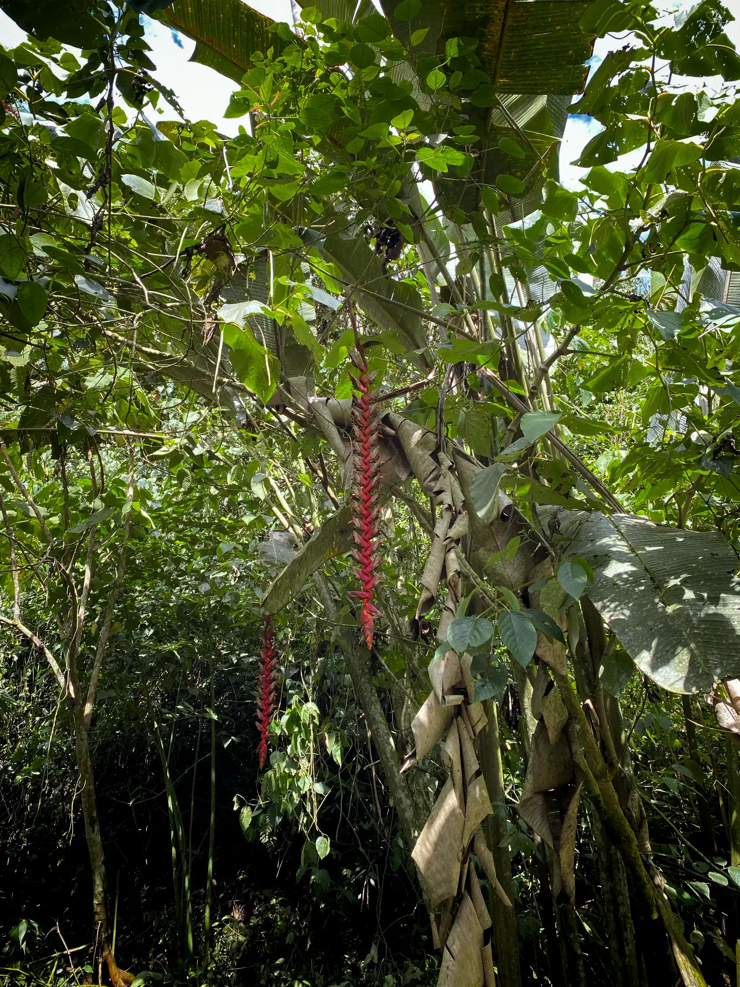 Heliconia titanum in Colombia - Hacienda Guadua Bamboo