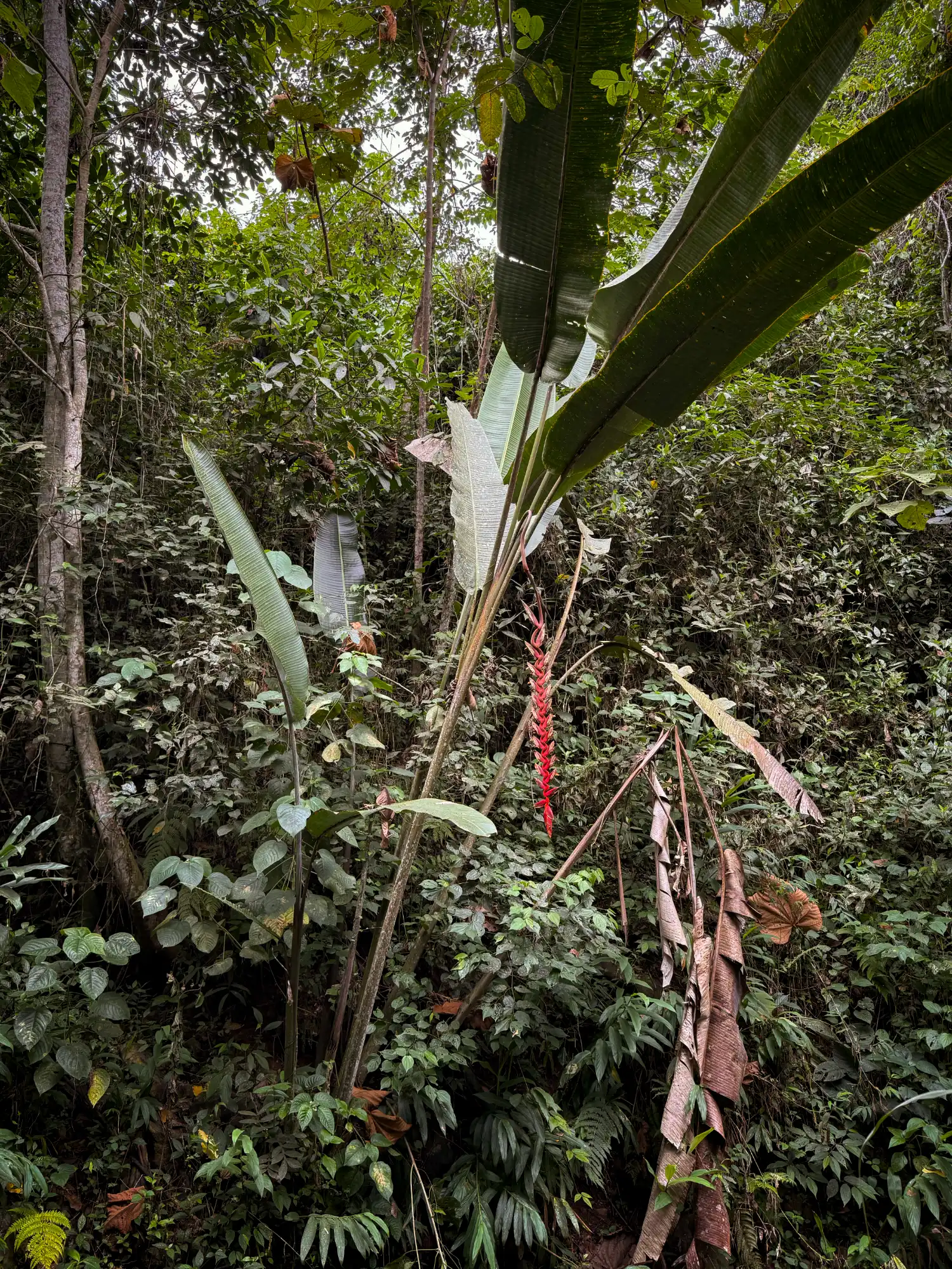 Heliconia titanum in Colombia - Hacienda Guadua Bamboo