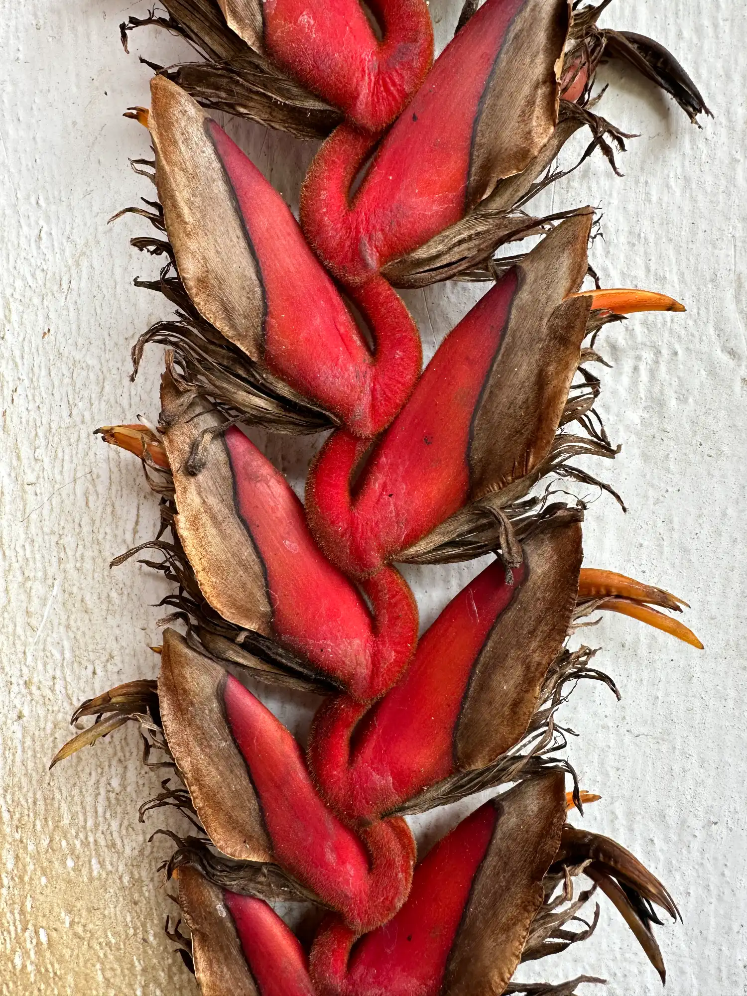 Giant inflorescence (flowers) of Heliconia titanum at Hacienda Guadua Bamboo, Colombia