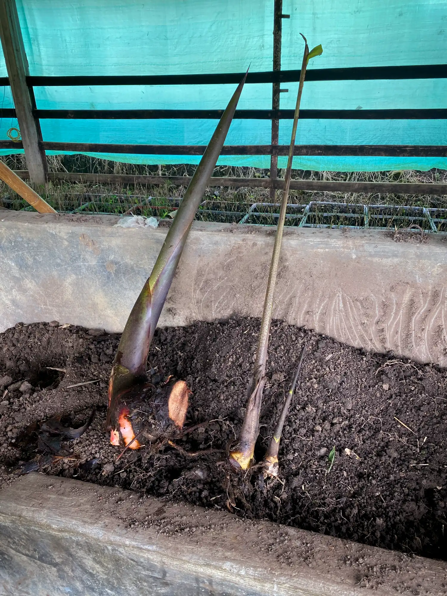 Heliconia titanum rhizomes rescued for propagation and conservation