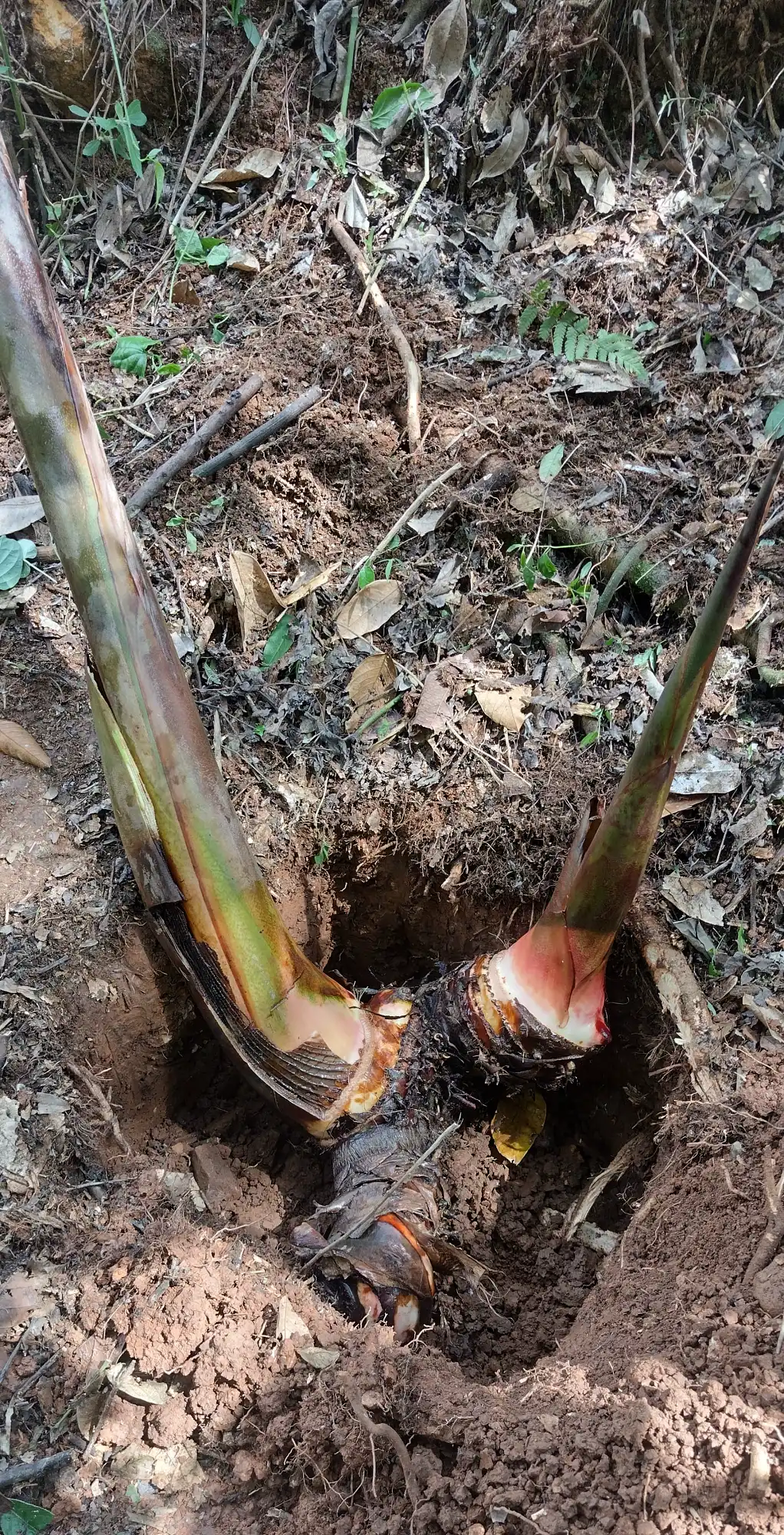 Heliconia titanum rhizomes replanted for the conservation of the species at Hacienda Guadua Bamboo