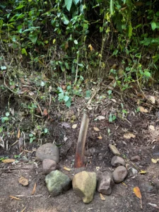 Heliconia titanum rhizomes replanted for the conservation of the species at Hacienda Guadua Bamboo