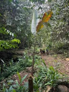 Heliconia titanum rhizomes replanted for the conservation of the species at Hacienda Guadua Bamboo