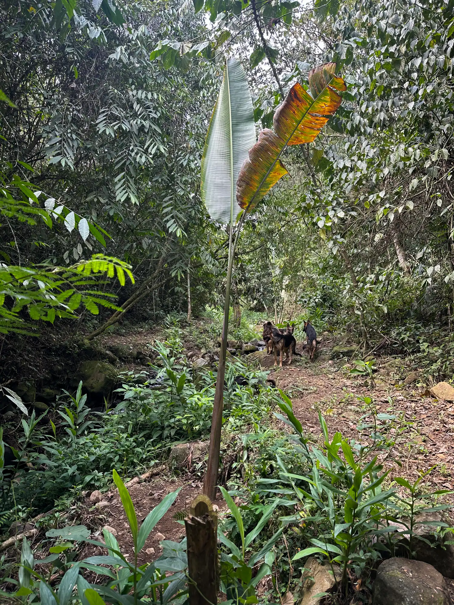 Heliconia titanum rhizomes replanted for the conservation of the species at Hacienda Guadua Bamboo