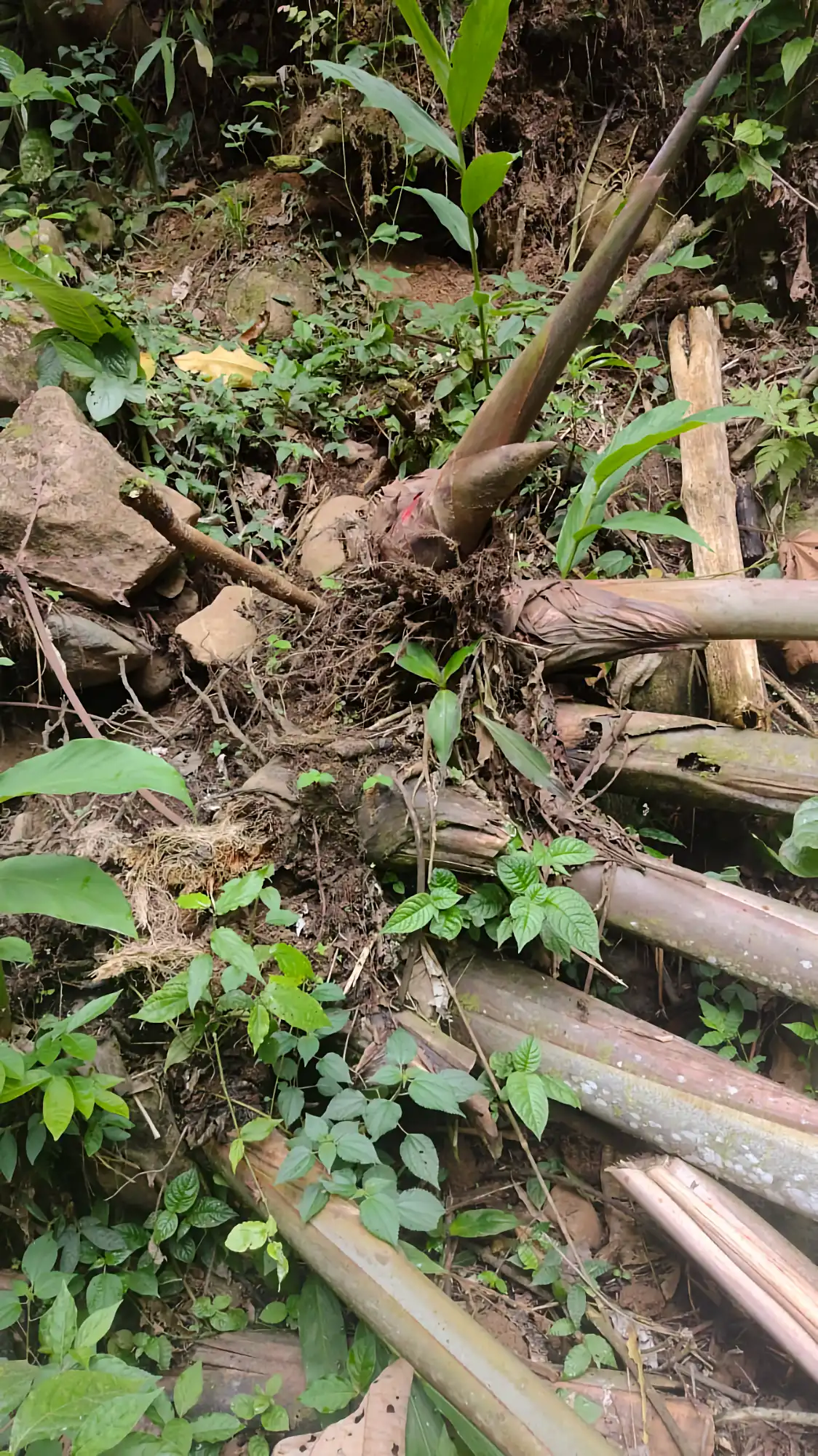 Fallen Heliconia titanum at Hacienda Guadua Bamboo after a landslide in the creek