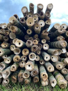 Bamboo Processing Facility
