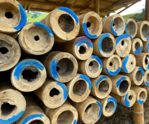 Bamboo Processing Facility