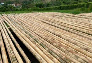 Bamboo Processing Facility