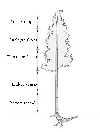 Parts of the bamboo stem Parts of the bamboo stem