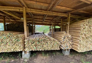 Bamboo Processing Facility
