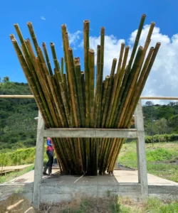Bamboo Processing Facility