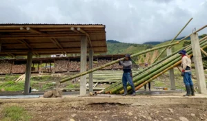 Bamboo Processing Facility