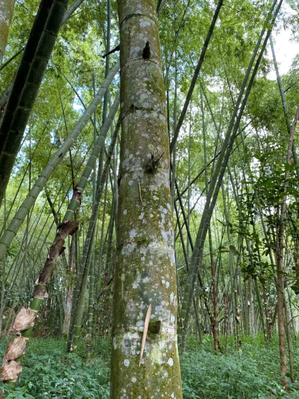 Mature Guadua angustifolia culm
