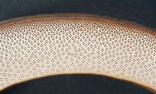 Fig.1 Moso - transverse surface of culm wall Fig.1 Moso - transverse surface of culm wall