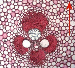 Fig.8 Moso vascular bundle (40x). Transversal surface - center of culm wall. Arrow points towards outside of culm wall. Fig.8 Moso vascular bundle (40x). Transversal surface - center of culm wall. Arrow points towards outside of culm wall.