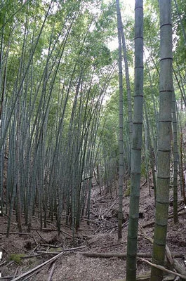 Phyllostachys edulis Phyllostachys edulis