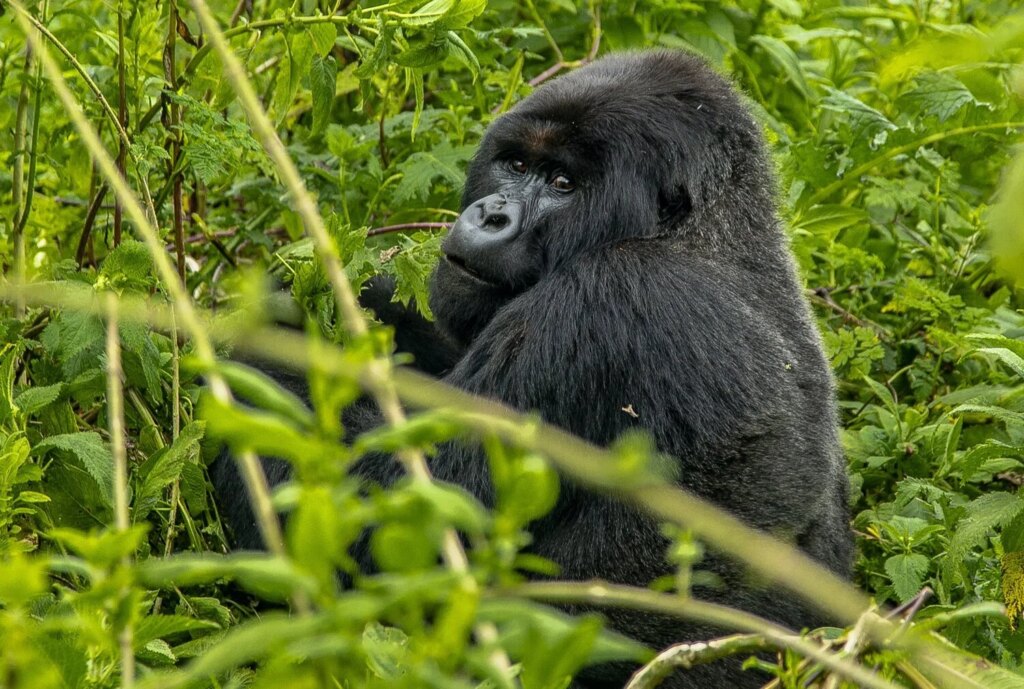 mountain-gorilla-in-bamboo-forest Bamboo Forests Create a Habitat for Fauna and Flora