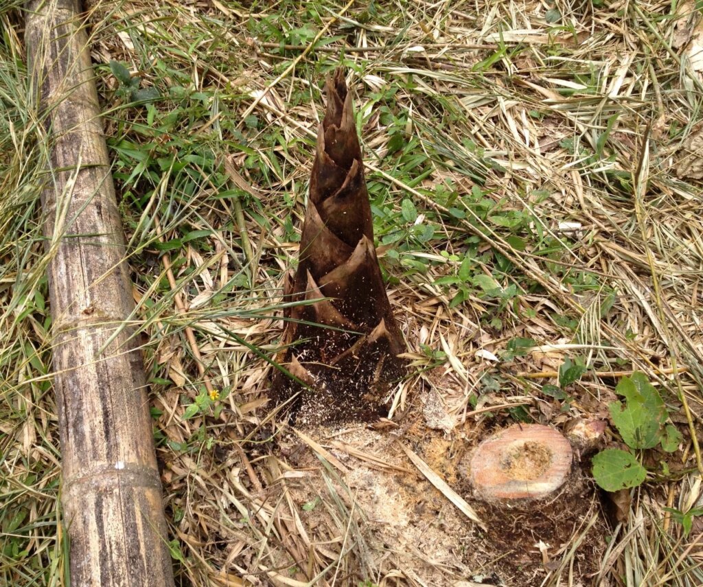 New Guadua Bamboo Shoot