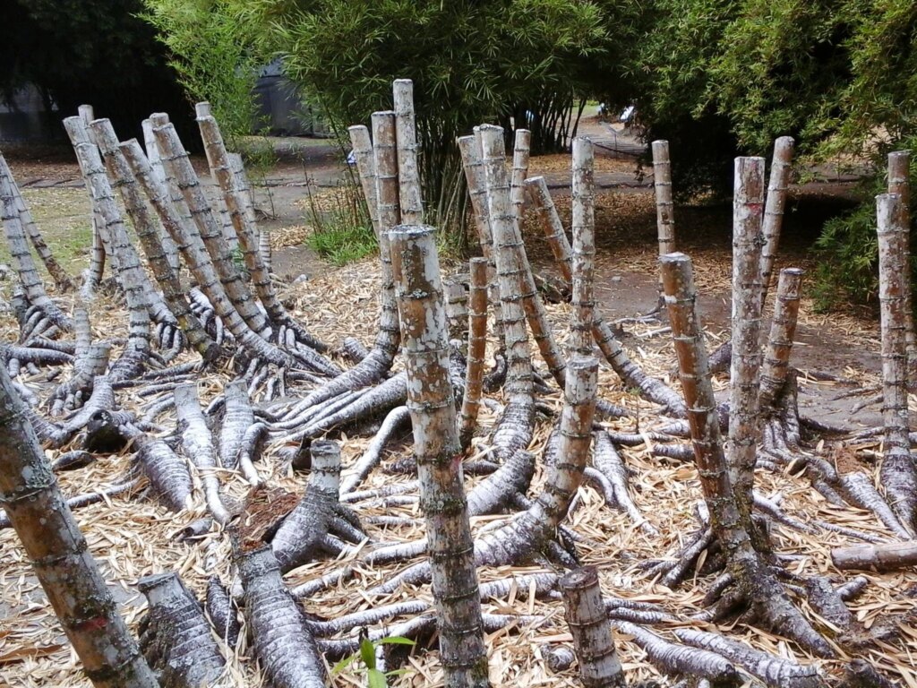 Bamboo Prevents Soil Erosion and Restores Degraded Land