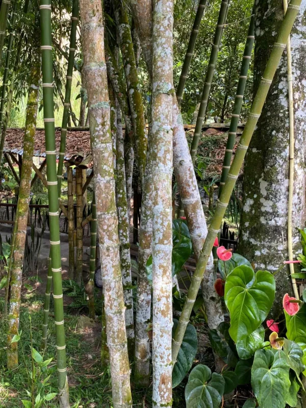 Overmature Guadua angustifolia culms