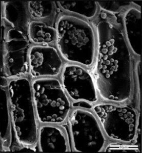 Fig.10 Parenchyma cells (ground tissue) filled with starch granulae in Phyllostachys viridiglaucescens. Fig.10 Parenchyma cells (ground tissue) filled with starch granulae in Phyllostachys viridiglaucescens.