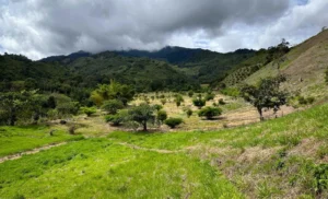 Bamboo Park in Colombia