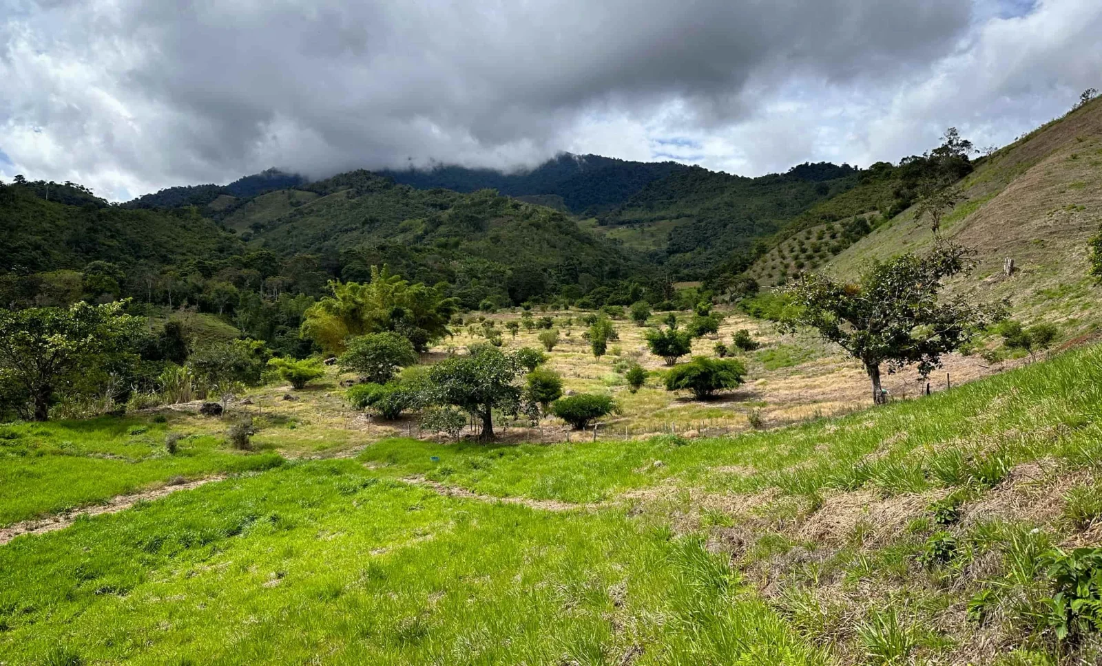 Bamboo Park in Colombia