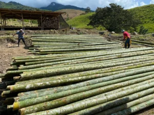 Bamboo Processing Facility