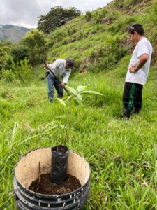 Planting of Dendrocalamus sinicus at Hacienda Guadua Bamboo Colombia Photo by: Stéphane Schröder © www.guaduabamboo.com