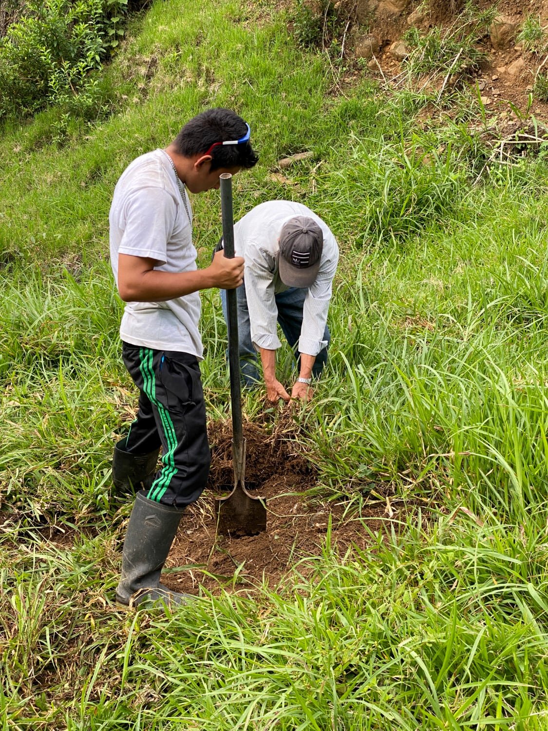 Planting of Dendrocalamus sinicus at Hacienda Guadua Bamboo Colombia Photo by: Stéphane Schröder © www.guaduabamboo.com