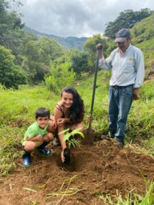 Planting of Dendrocalamus sinicus at Hacienda Guadua Bamboo Colombia Photo by: Stéphane Schröder © www.guaduabamboo.com
