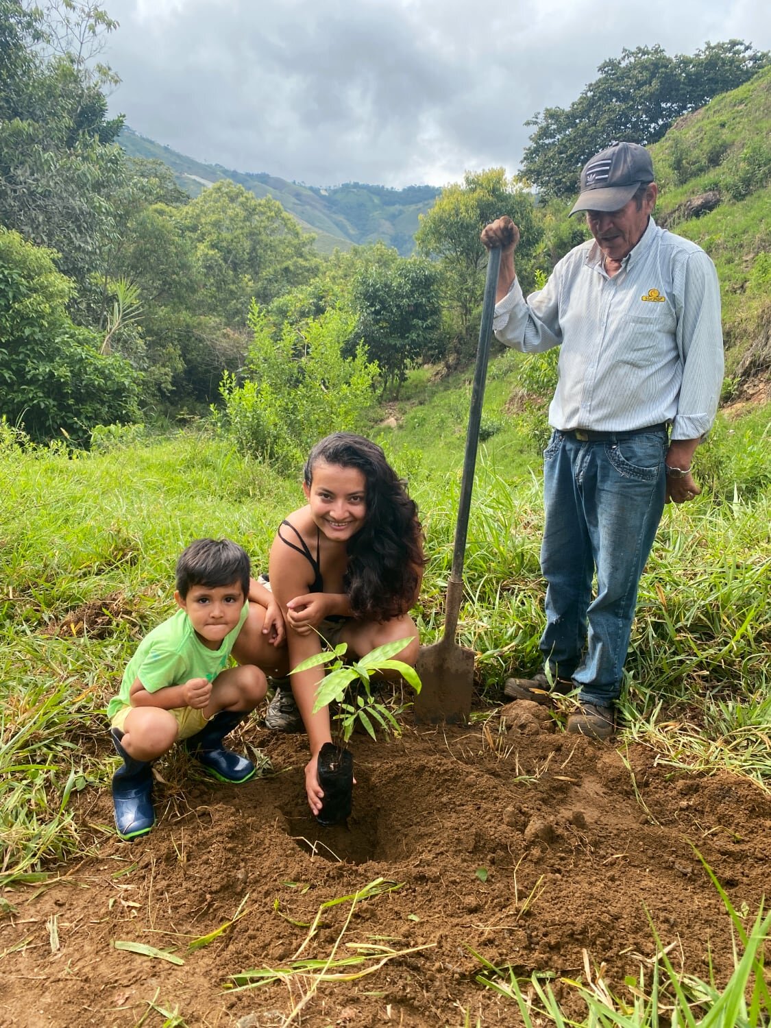 Planting of Dendrocalamus sinicus at Hacienda Guadua Bamboo Colombia Photo by: Stéphane Schröder © www.guaduabamboo.com