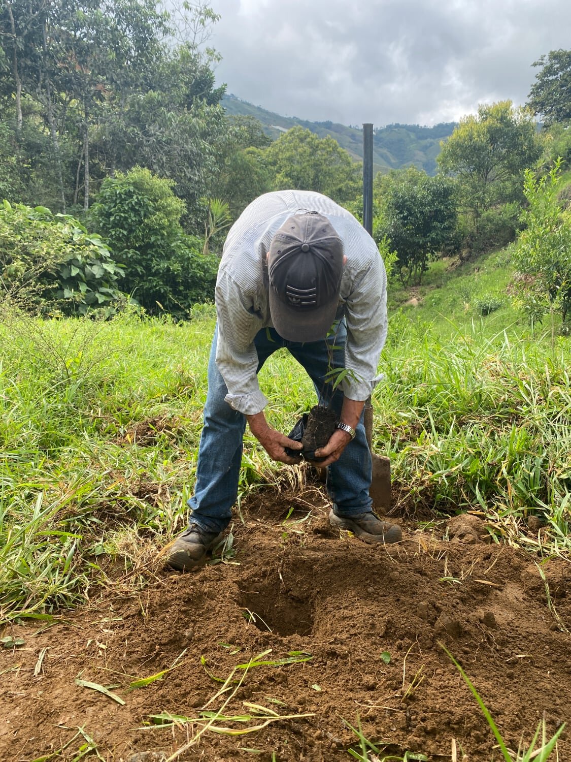 Planting of Dendrocalamus sinicus at Hacienda Guadua Bamboo Colombia Photo by: Stéphane Schröder © www.guaduabamboo.com